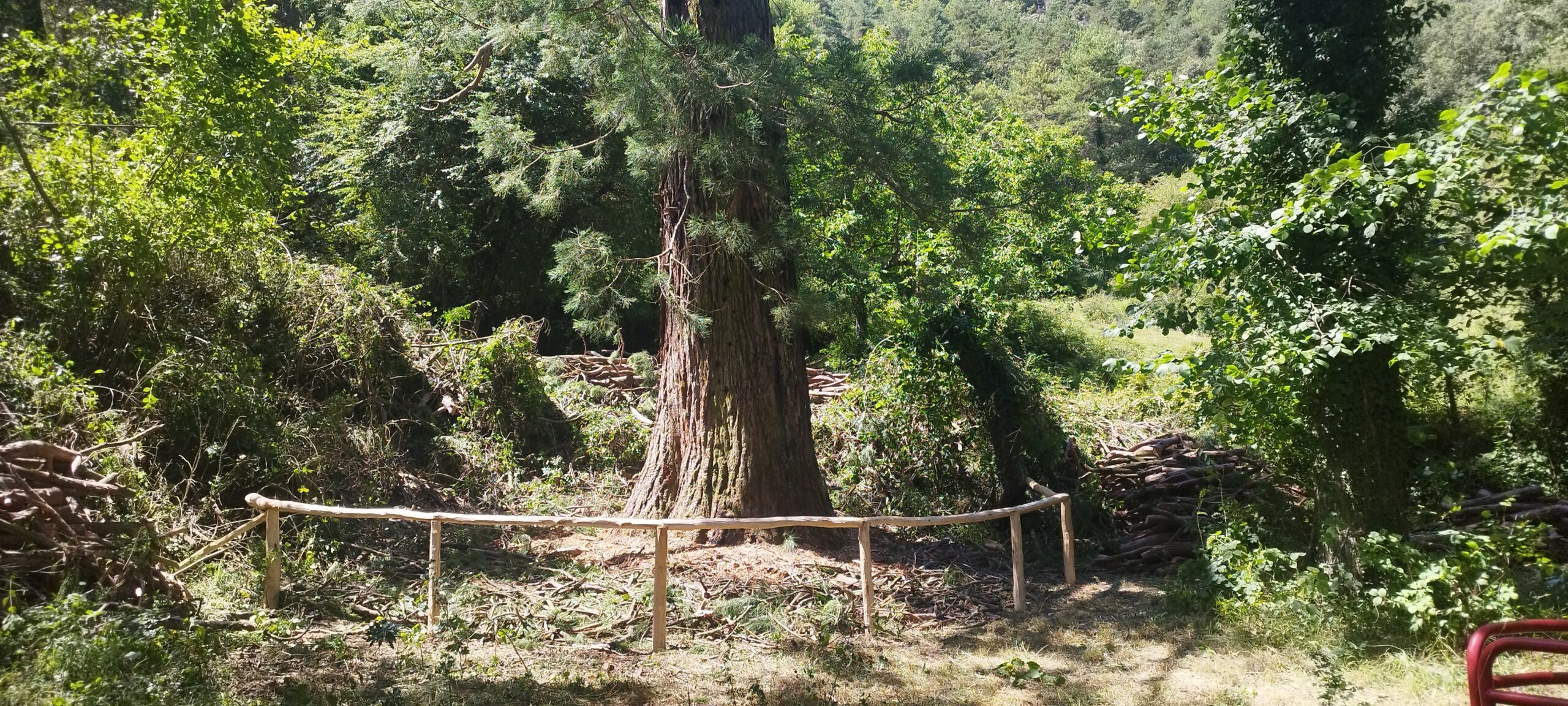 Avaluació de l'arbrat